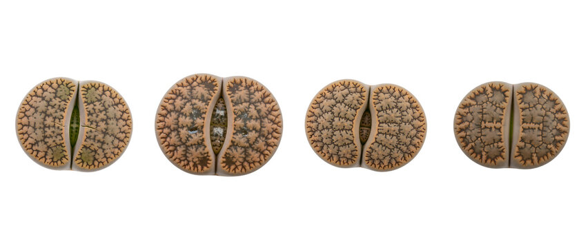 Four Lithops Living Stones Plants Isolated on White Background.
