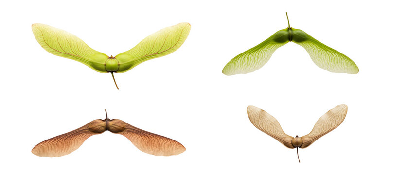 Four Maple Seeds on a White Background.