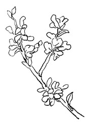 Fototapeta premium 咲き誇るハナズオウの花の手描きの線画イラスト(透過PNG)