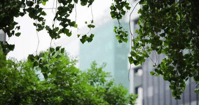 Hanging green leaves and vine stems are swaying after light breeze starts, near office towers