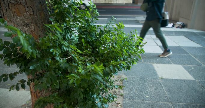 Pedestrians are entering from right and crossing sidewalk while commuting, shrub anchoring left