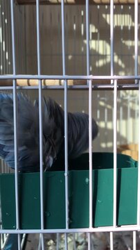Blue Pacific Parrotlet bird taking a water bath in a green tub
