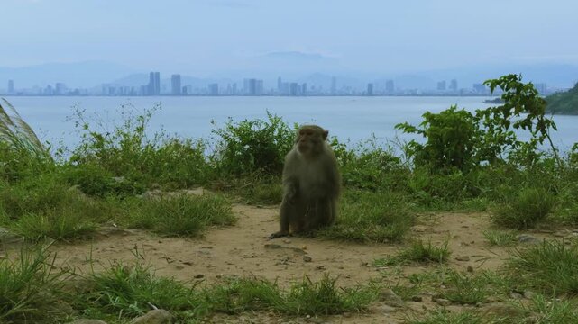 Breathtaking Top View of Son Tra Peninsula and Winding Mountain Pass, Da Nang
the dramatic winding mountain road cutting through lush tropical jungle, with the distant coastline and city skyline 