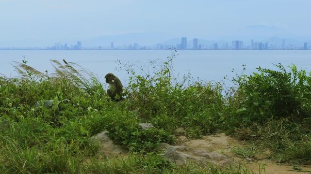 Breathtaking Top View of Son Tra Peninsula and Winding Mountain Pass, Da Nang
the dramatic winding mountain road cutting through lush tropical jungle, with the distant coastline and city skyline 