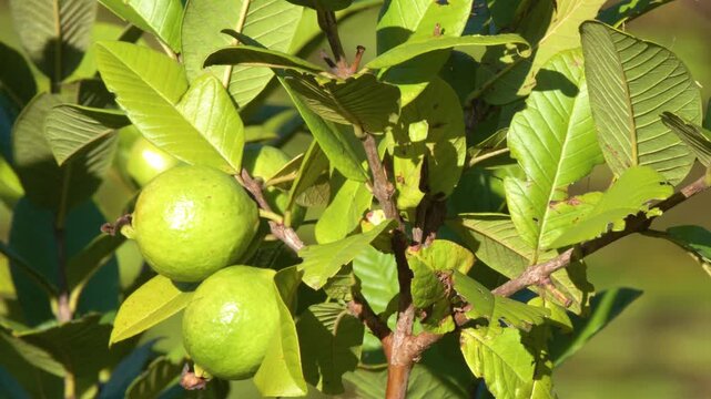 Green Guava Fruit Growing on a Tropical Tree in Australia