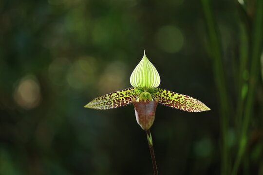 Paphiopedilum sukhakulii (Rongthao nari pik malaeng por) , rare species with a very restricted distribution at one small location. Phu Luang Wildlife Sanctuary in Loei, Thailand.