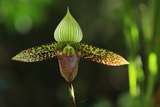 Paphiopedilum sukhakulii (Rongthao nari pik malaeng por) , rare species with a very restricted distribution at one small location. Phu Luang Wildlife Sanctuary in Loei, Thailand.