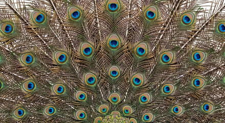 Obraz premium Peacock feathers colorful eyespots vibrant blue green brown plumage
