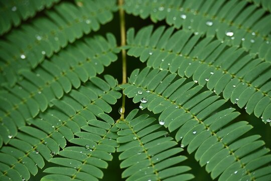 Macro of Dewy Persian Silk Tree Leaves with Raindrops and Symmetrical Pattern.