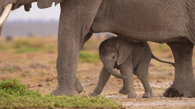 Baby Elephant Walking Safely Between Mother&rsquo;s Legs in Herd