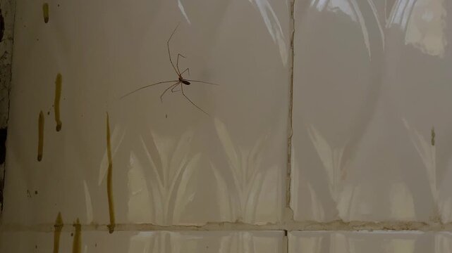 Spider long legs hanged in the middle of the bathroom climbing up