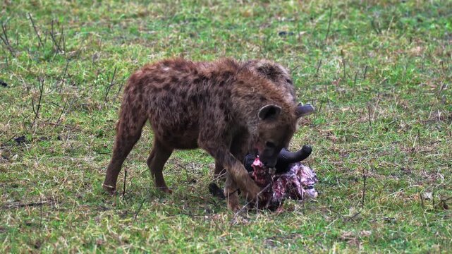 Two hyenas feed on the remains of a fresh kill on the plains of Ngorongoro Crater, Tanzania, capturing raw predator behavior and the harsh realities of survival in the African wilderness.