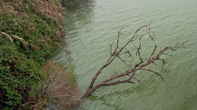 Dead tree branch partially submerged in murky green river water, creating a natural scene of growth and decay by the bank