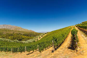 Naklejka premium Sunlit vineyard rows in South Africa