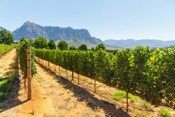 Naklejka premium Sunlit vineyard rows with mountain backdrop