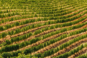 Naklejka premium Sunlit vineyard rows in South Africa