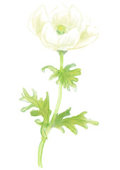 Fototapeta premium 咲き誇る白いアネモネの花の手描きの水彩イラスト(透過PNG)