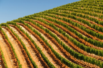 Naklejka premium Sunlit vineyard rows in South Africa