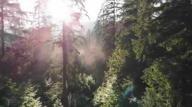 A breathtaking wide-angle tracking video slowly glides through lush temperate forest during golden hour morning with bright sunbeams, ethereal mist, and verdant undergrowth. Concept of serenity and