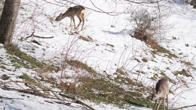 Slow motion: couple female Roe deer standing alert in alpine meadow and snowy forest in background, pawing the ground. Wildlife winter scene in Italian Alps, natural behavior captured in 4K