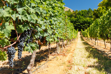Naklejka premium Sunlit vineyard in South Africa