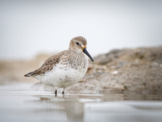 Obraz premium Bécasseau variable (Calidris alpina) en plumage hivernal dans une vasière en Camargue, limicole côtier photographié dans son habitat naturel méditerranéen