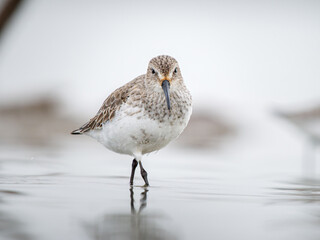 Bécasseau variable (Calidris alpina) en plumage hivernal dans une vasière en Camargue, limicole côtier photographié dans son habitat naturel méditerranéen