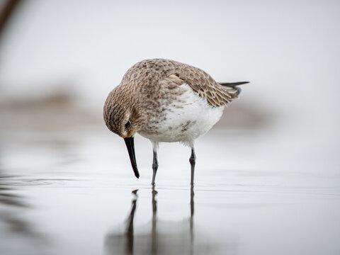 B&eacute;casseau variable (Calidris alpina) en plumage hivernal dans une vasi&egrave;re en Camargue, limicole c&ocirc;tier photographi&eacute; dans son habitat naturel m&eacute;diterran&eacute;en