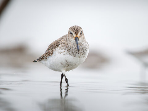B&eacute;casseau variable (Calidris alpina) en plumage hivernal dans une vasi&egrave;re en Camargue, limicole c&ocirc;tier photographi&eacute; dans son habitat naturel m&eacute;diterran&eacute;en