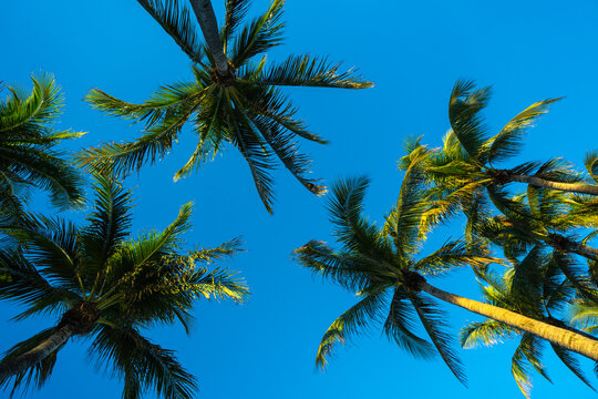 Tropical background. Green tropical palm texture. Palms leaf pattern. Nature tropical background. Summer background. Palm tree on blue sky. Tropical paradise. Exotic palm background. Jungle island.
