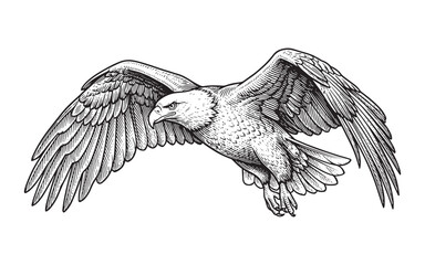 bald eagle in flight with spread wings vintage sketch illustration © trianatio