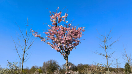 Naklejka premium Stunning Pink Cherry Blossom Tree in Full Bloom Against a Vibrant Blue Spring Sky