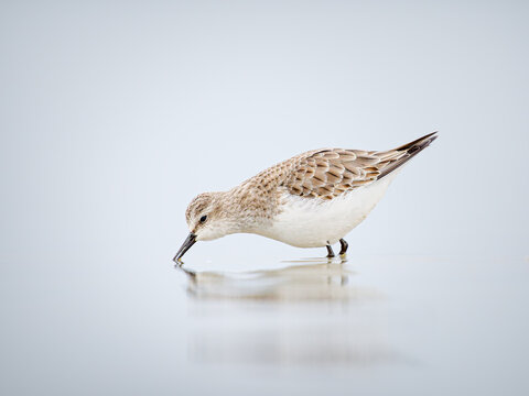 B&eacute;casseau minute (Calidris minuta) en plumage hivernal marchant dans une vasi&egrave;re en Camargue, petit limicole c&ocirc;tier photographi&eacute; dans son habitat naturel m&eacute;diterran&eacute;en