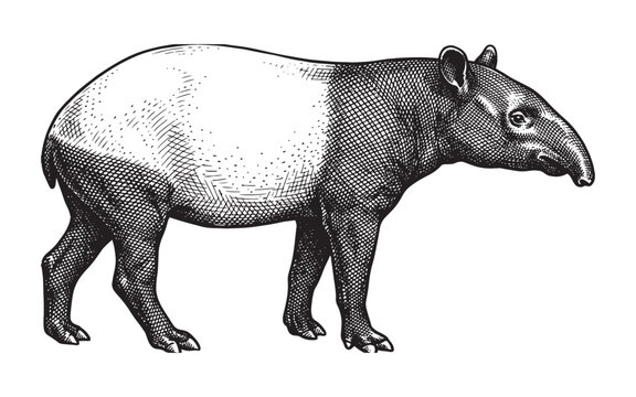 South American tapir wildlife animal hand-drawn vintage sketch