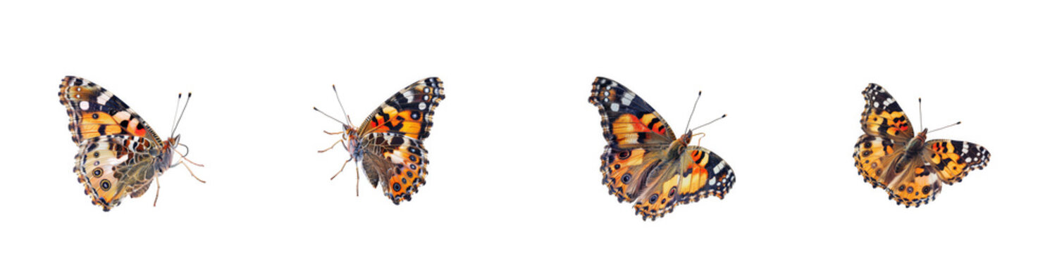 Tortoiseshell butterflies flying in a set of four for biology and nature isolated on transparent background