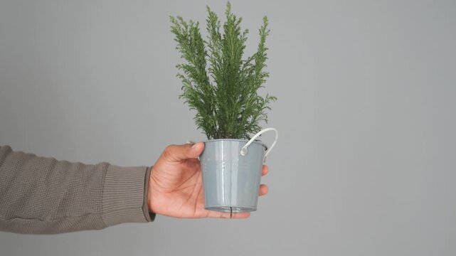 Person holding small green plant in gray metal pot hand rotates around its axis on neutral background close-up shot