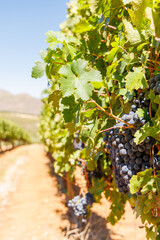 Naklejka premium Ripe grapes on vine in South African vineyard