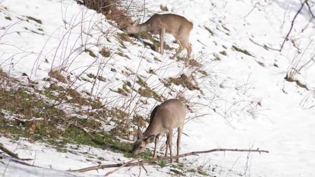 Couple female Roe deer standing alert in alpine meadow and snowy forest in background. Wildlife spring scene in Italian Alps, natural behavior captured in 4K 60fps