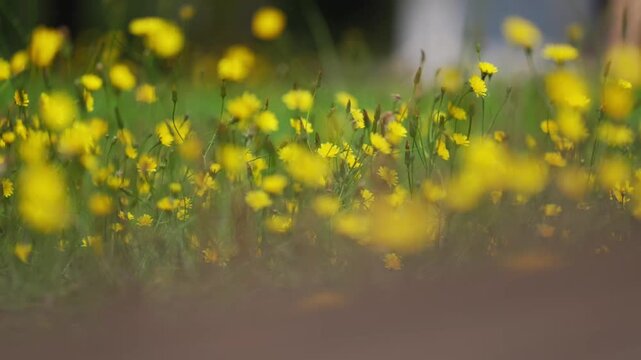 Shallow depth of field close up of small yellow wildflowers in a green meadow. Dreamy bokeh background, natural daylight, soft wind motion.