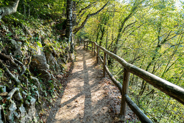 Obraz premium Wooden boardwalk through forest nature. Scenic forest path with wooden walkway. Travel path along lake in forest. Boardwalk in autumn woodland. Peaceful forest trail with wooden boardwalk.