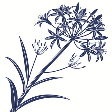 amsonia blue ice flower on white background