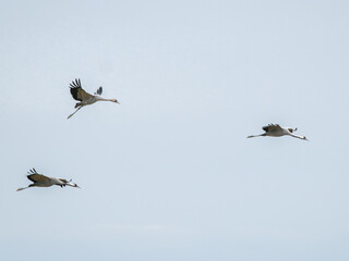 Obraz premium Grues cendrées (Grus grus) en vol au-dessus d’un groupe au sol en Camargue, oiseaux migrateurs dans leur habitat naturel méditerranéen