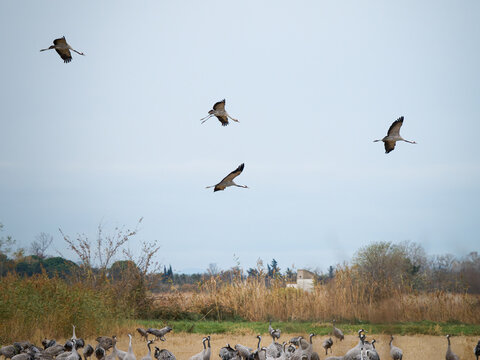 Grues cendr&eacute;es (Grus grus) en vol au-dessus d&rsquo;un groupe au sol en Camargue, oiseaux migrateurs dans leur habitat naturel m&eacute;diterran&eacute;en