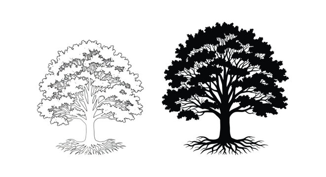 Two tree illustrations one detailed and one in dark silhouette