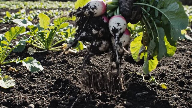Fresh Radishes Being Harvested From Rich Dark Soil in a Garden Field