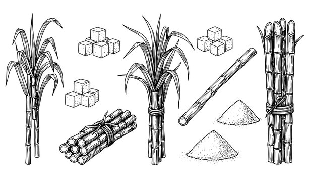 Hand drawn sugarcane plants and sugar elements vector collection with bundles, cubes, and granulated sugar
