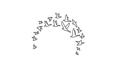Minimal bird flock arc composition line art flying swans geese vector design © MdShojib