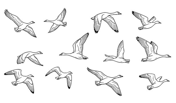 Dynamic bird flock line art flying swans geese and gulls outline vector illustration