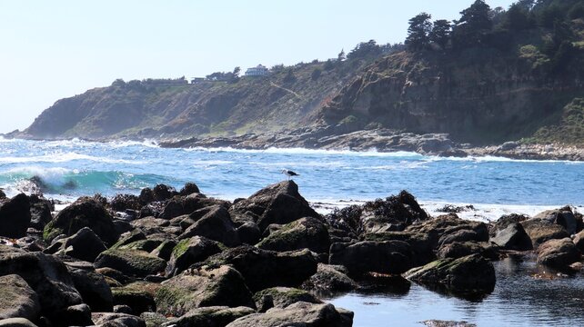 Solitary seagull perched on rocks at El Tebo beach with coastal cliffs in the background, Chile