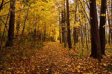 Obraz premium Path through vibrant autumn forest with bright yellow and gold leaves covering the ground and trees. Scenic fall landscape background.